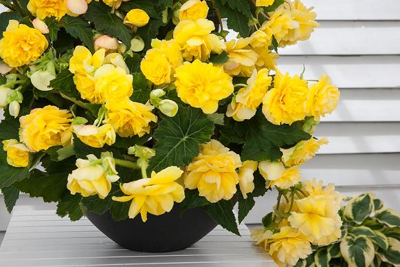 Begonia Odorata Sunny Dream - Anglia Bulb Company