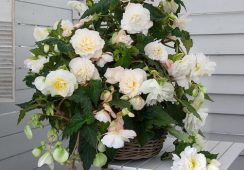 Begonia Odorosa White Blush