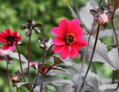 Dahlia Bishop of Canterbury