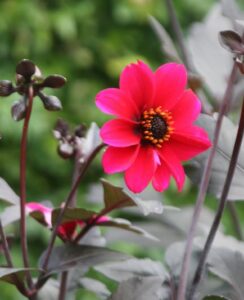 Dahlia Bishop of Canterbury