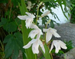 Bletilla Striata Alba