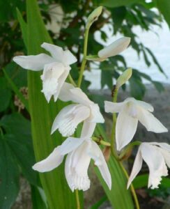 Bletilla Striata Alba