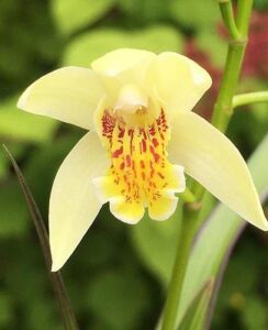 Bletilla Striata Yellow