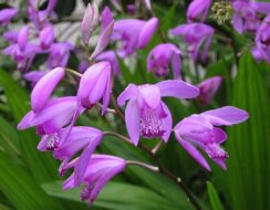 Bletilla striata