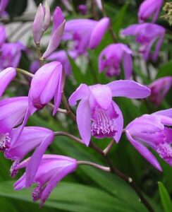 Bletilla striata