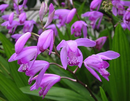 Bletilla striata