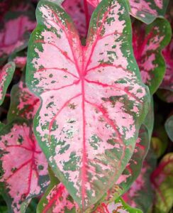 Caladium Carolyn Whorton