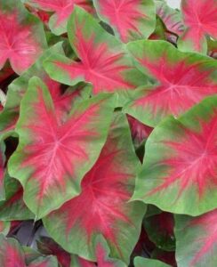 Caladium Freida Hemple