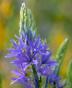 Camassia Caerulea