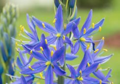 Camassia Leichtlini Caerulea