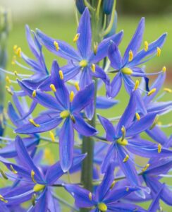 Camassia Leichtlini Caerulea
