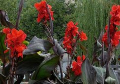 Canna Black Knight