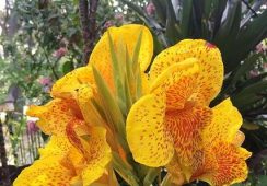 Canna Yellow King Humbert