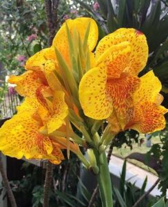 Canna Yellow King Humbert