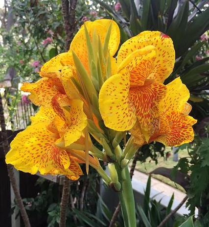 Canna Yellow King Humbert