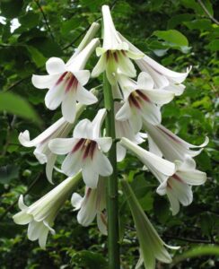 Cardiocrinum Giganteum