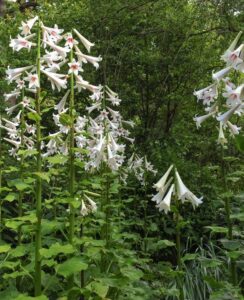Cardiocrinum giganteum