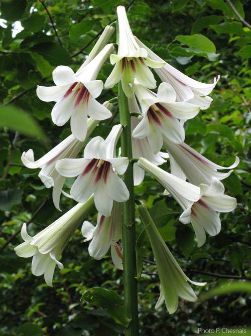 Cardiocrinum giganteum