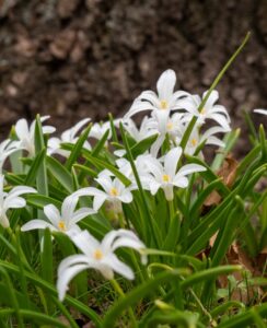 Chionodoxa Luciliae Alba