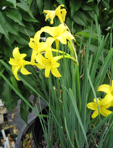 Chlidanthus Fragrans
