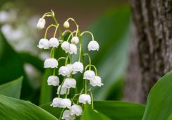Convallaria Majalis, Lily Of The Valley.