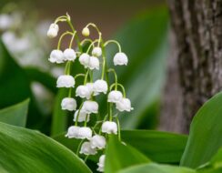 Convallaria Majalis, Lily Of The Valley.