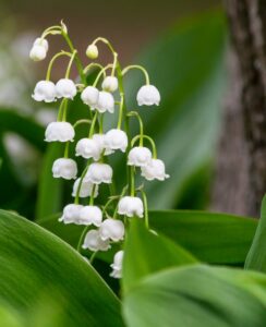 Convallaria Majalis, Lily of the Valley.