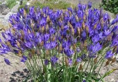 10 Free Triteleia Corrina