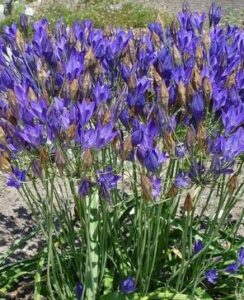 10 Free Triteleia Corrina