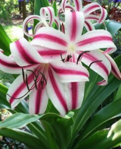 Crinum Cintho Alfa