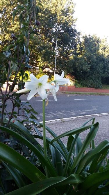 Crinum Powelli Alba