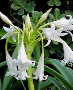 Crinum Powellii Alba
