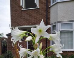 Crinum Powellii Alba