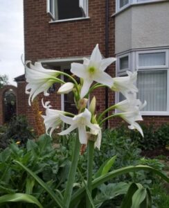 Crinum Powellii Alba