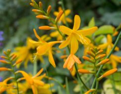 Crocosmia George Davison