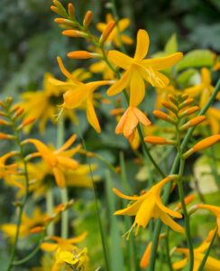 Crocosmia George Davison