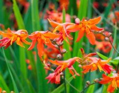 Crocosmia Masonorum