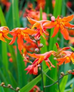 Crocosmia Masonorum