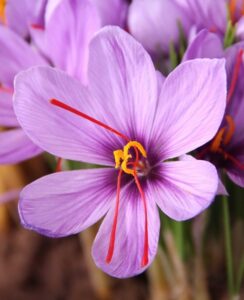 Crocus Sativus (Saffron Crocus)
