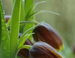 7 Free Fritillaria Uva-Vulpis
