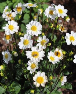 Dahlia Bambino