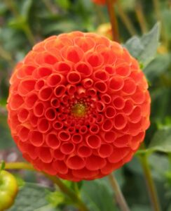 Dahlia Bantling