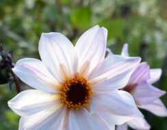 Dahlia Bishop of Leicester