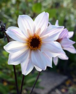 Dahlia Bishop of Leicester