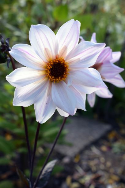 Dahlia Bishop of Leicester