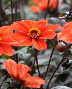Dahlia Bishop of Oxford