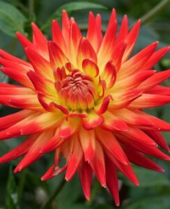 Dahlia Bora Bora