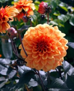 Dahlia David Howard
