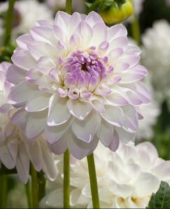 Dahlia Eveline