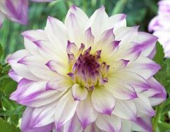 Dahlia Ferncliffe illusion